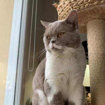 chat British Shorthair Pinto des cœurs des terres Chatterie d'Analys'dyan