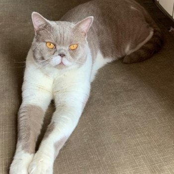 chat British Shorthair Pinto des cœurs des terres Chatterie d'Analys'dyan