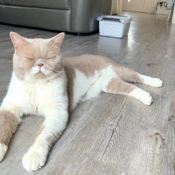 chat British Shorthair Pinto du cœur des terres Chatterie d'Analys'dyan