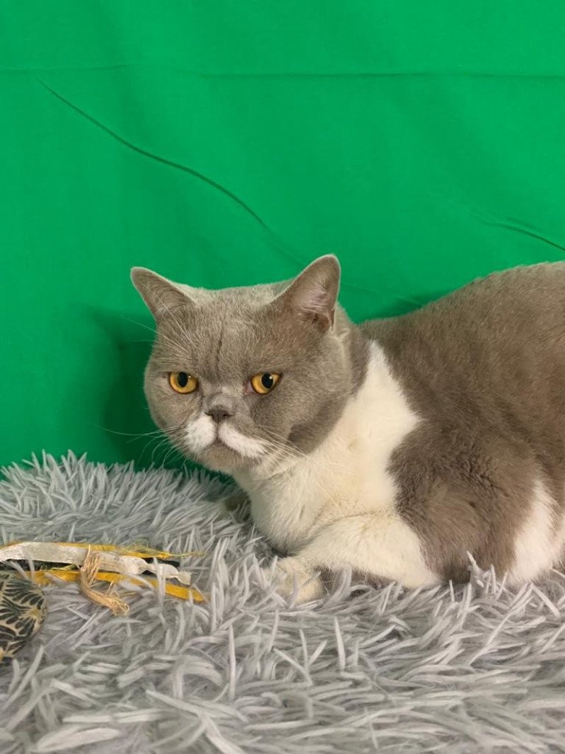 Pinto du cœur des terres Analys'dyan Mâle British Shorthair Pinto du cœur des terres Analys'dyan Mâle British Shorthair