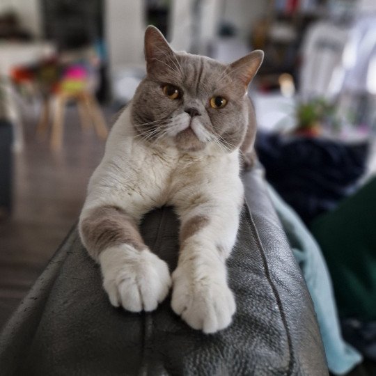 Pinto du cœur des terres Analys'dyan Mâle British Shorthair